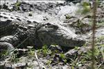 12 Krokodil in Mvuu camp